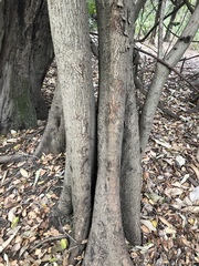 Aphananthe philippinensis