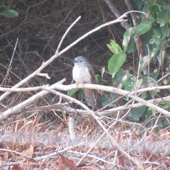 Cacomantis variolosus