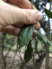 Aphananthe philippinensis