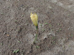 Zephyranthes longifolia