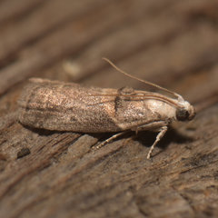 Acrobasis palliolella