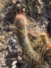 Oreocereus leucotrichus