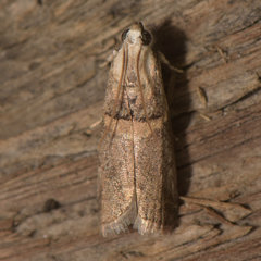 Acrobasis palliolella