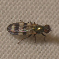 Chaetopsis massyla