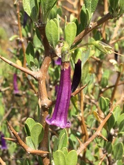 Dunalia spinosa