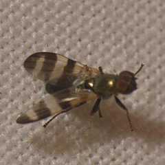 Chaetopsis massyla