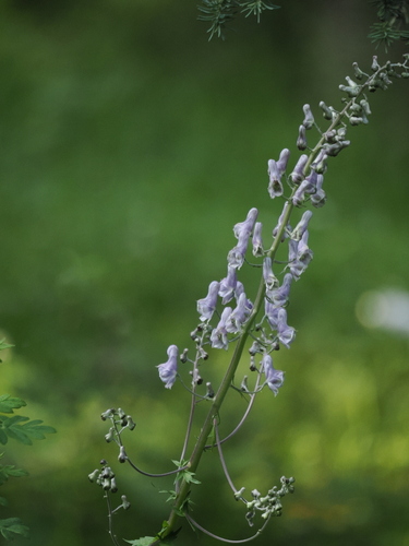 Tall Monkshood (Aconitum sinomontanum)