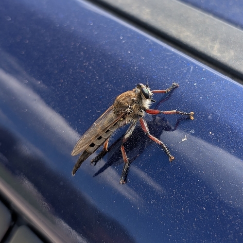 Unknown species found near Fayetteville, AR, USA