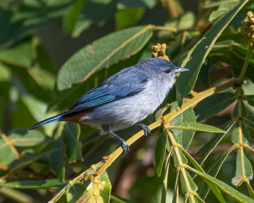 Chestnut-vented Conebill