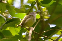 Oncostoma cinereigulare