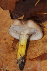 Gomphidius subroseus