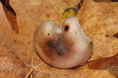 Gomphidius subroseus