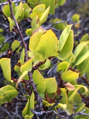 Muehlenbeckia fruticulosa
