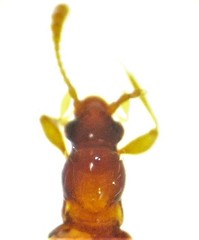 Zeanichnus insignis