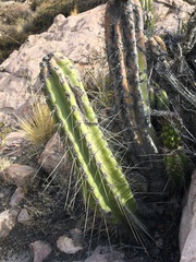 Corryocactus brevistylus