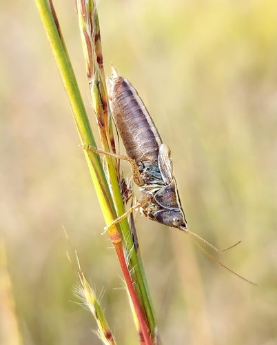 Prairie Meadow Katydid photo 4