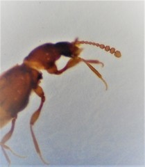 Zeanichnus insignis
