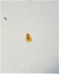 Zeanichnus insignis