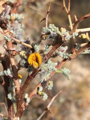 Adesmia spinosissima