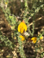 Adesmia atacamensis
