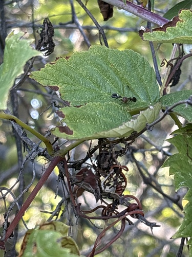Unknown species found near Brooksedge Dr W, Pataskala, OH, US