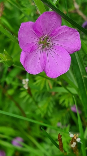 Geranium pylzowianum, photograph 2
