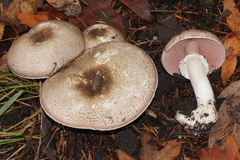 Agaricus moelleri