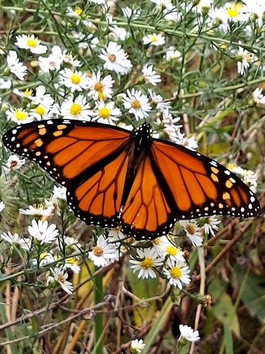 Monarch photographed in Missouri