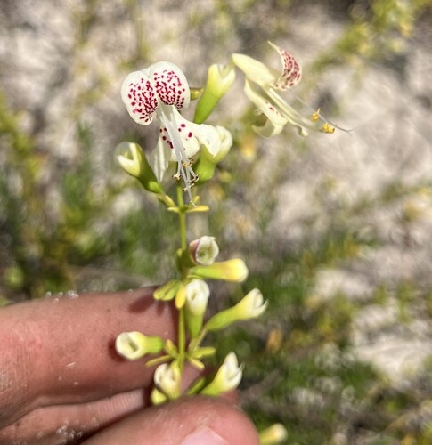 Garrett's mint (Dicerandra christmanii)