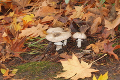 Agaricus moelleri