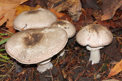Agaricus moelleri