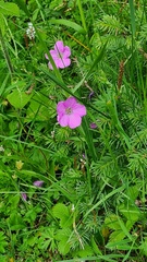 Geranium pylzowianum