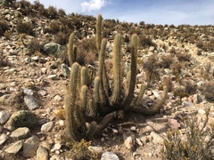 Oreocereus leucotrichus