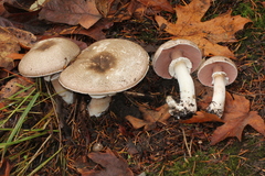 Agaricus moelleri