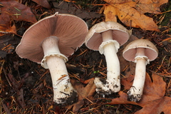 Agaricus moelleri