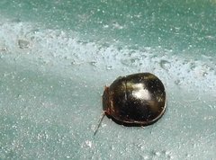 Brachyplatys subaeneus