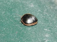 Brachyplatys subaeneus