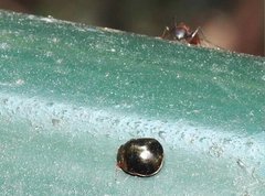 Brachyplatys subaeneus