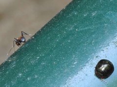 Brachyplatys subaeneus