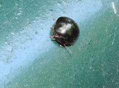 Brachyplatys subaeneus