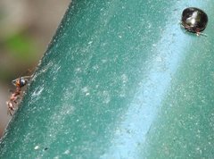 Brachyplatys subaeneus