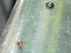 Brachyplatys subaeneus