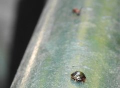 Brachyplatys subaeneus