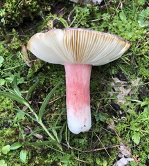 Russula amoenicolor