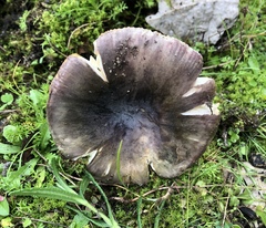 Russula amoenicolor
