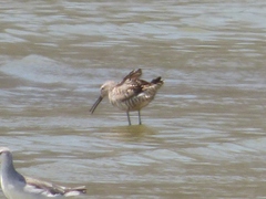 Calidris himantopus