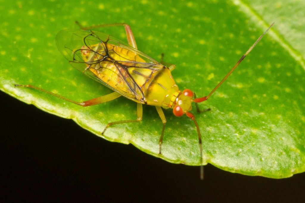 Hyalopeplinus antennalis