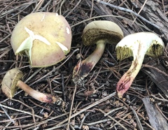 Xerocomellus redeuilhii