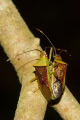 Amblypelta bilineata