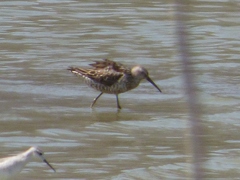 Calidris himantopus